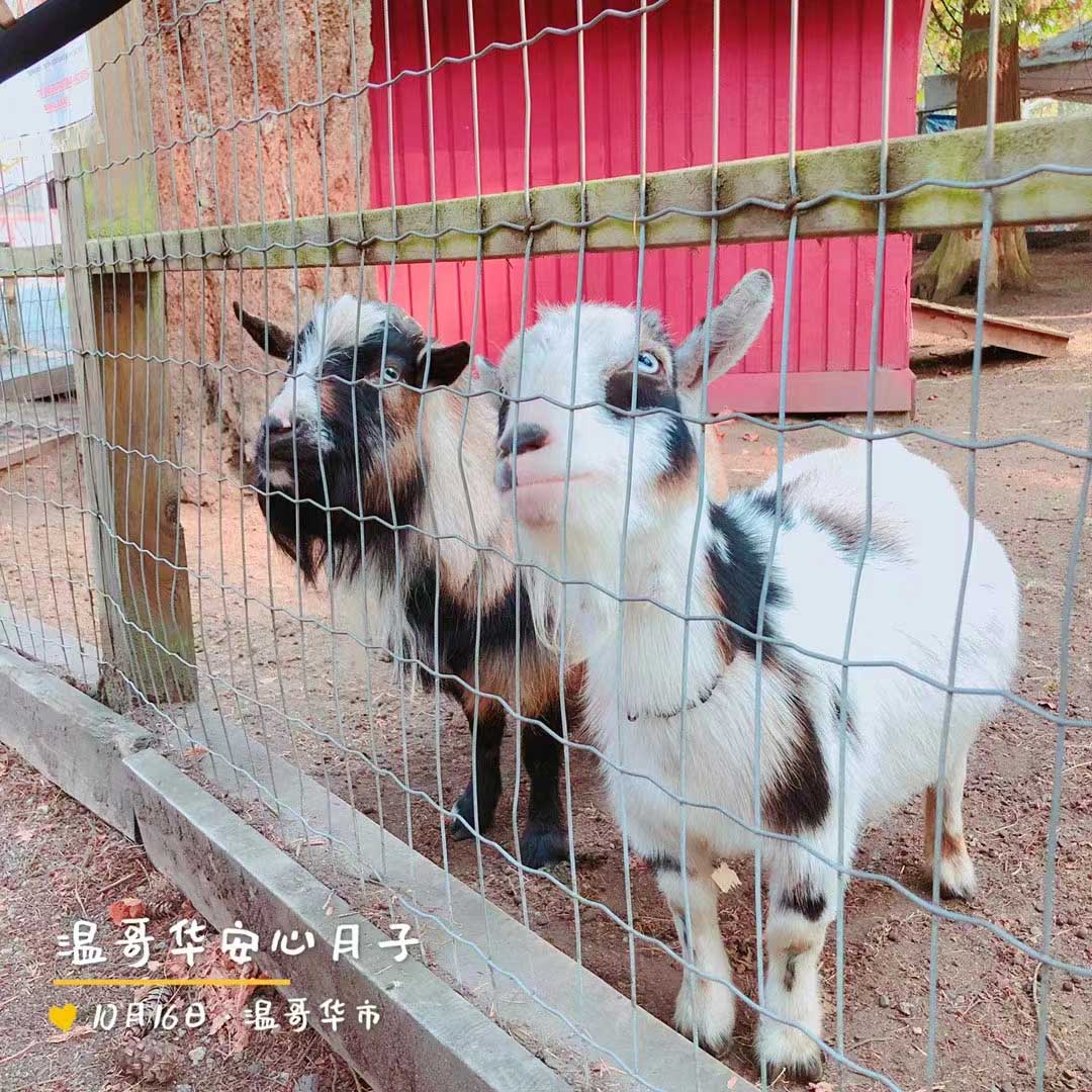 加拿大生子