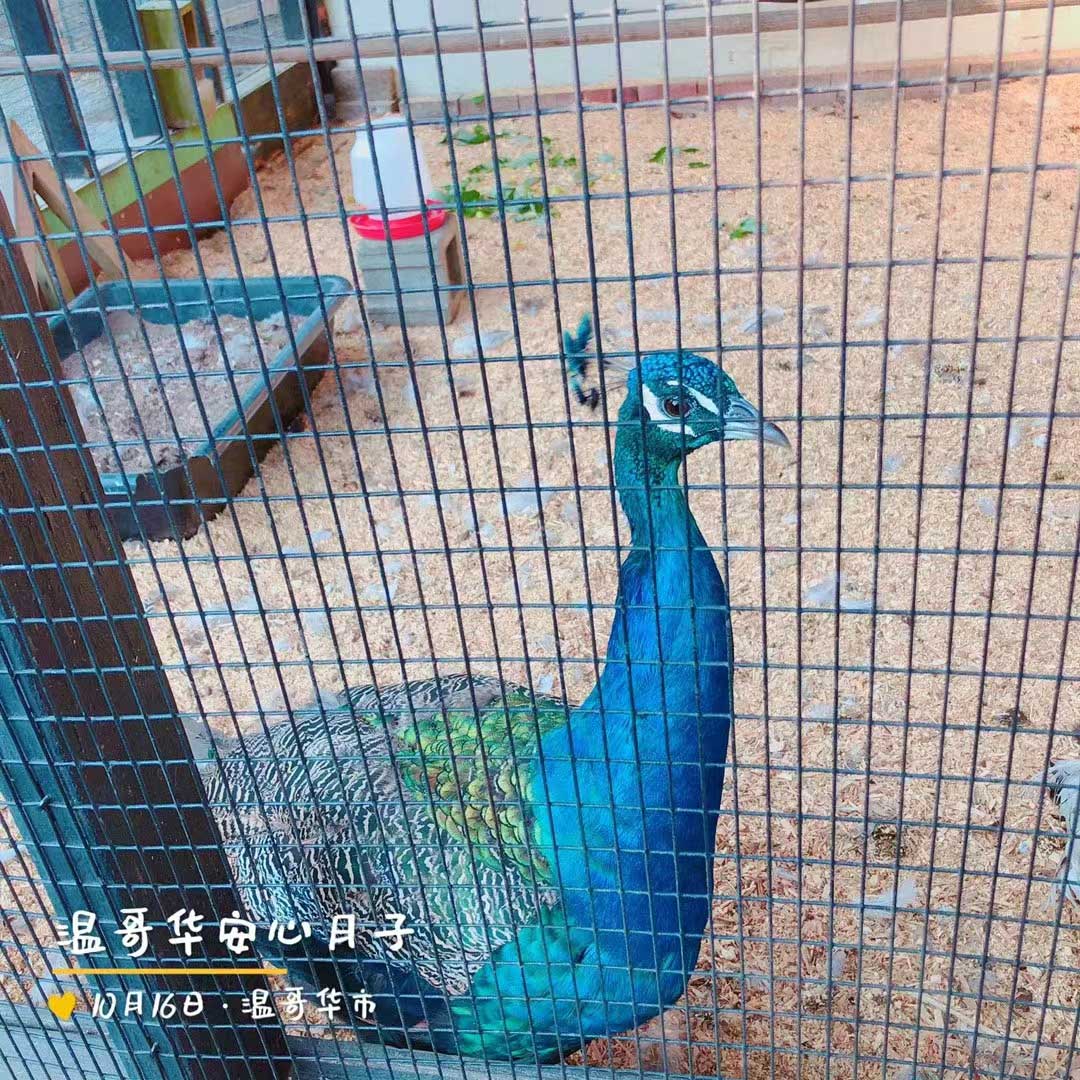 加拿大居住环境